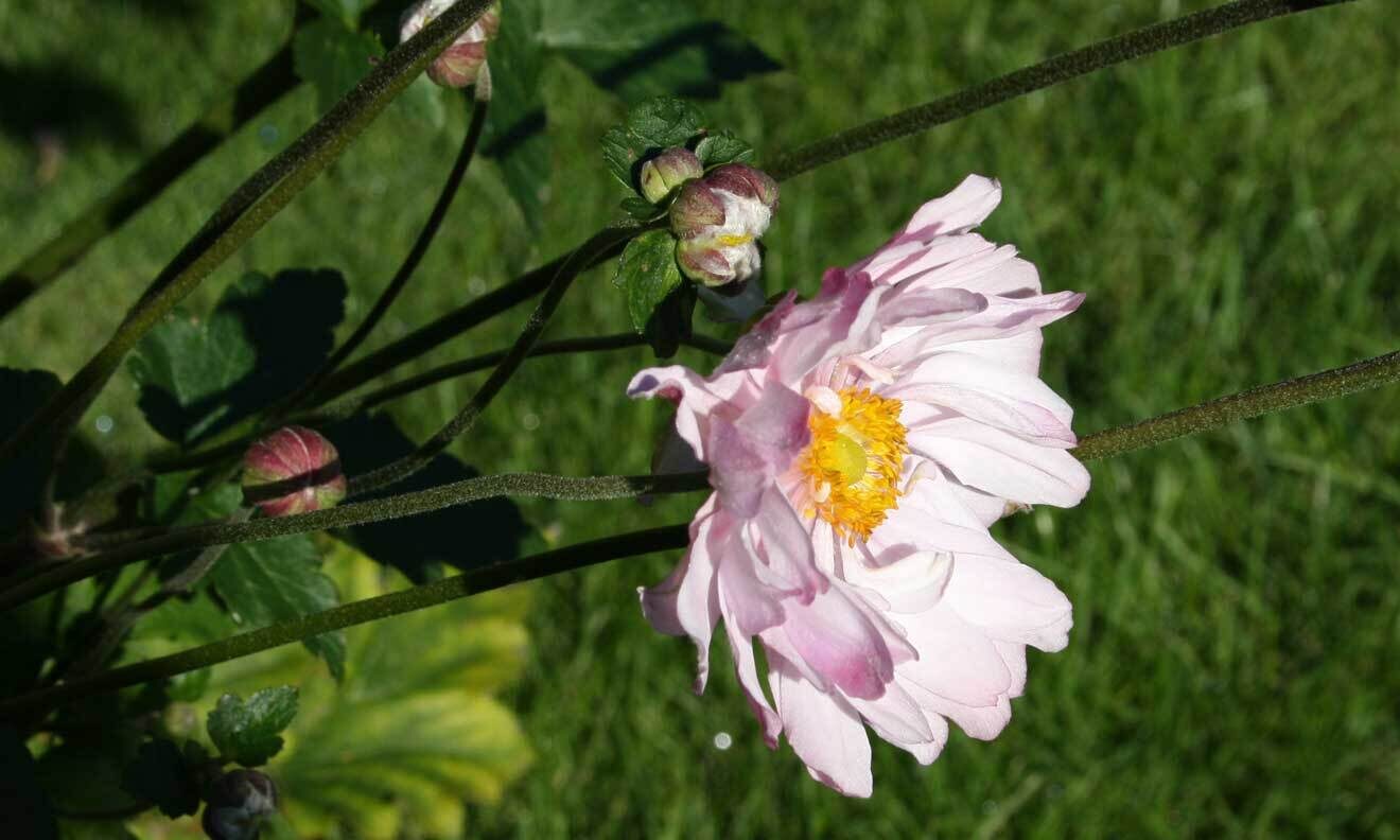 Herbst-Anemone (Anemone japonica 'Loreley')