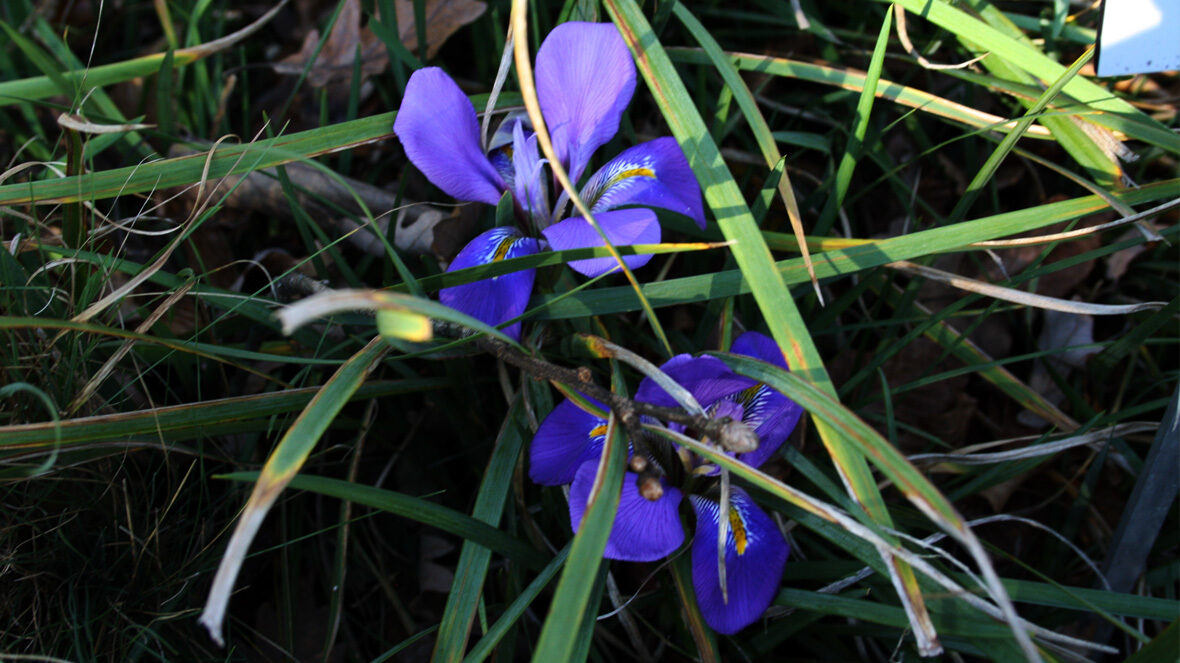 Kretische Schwertlilie (Iris unguicularis)