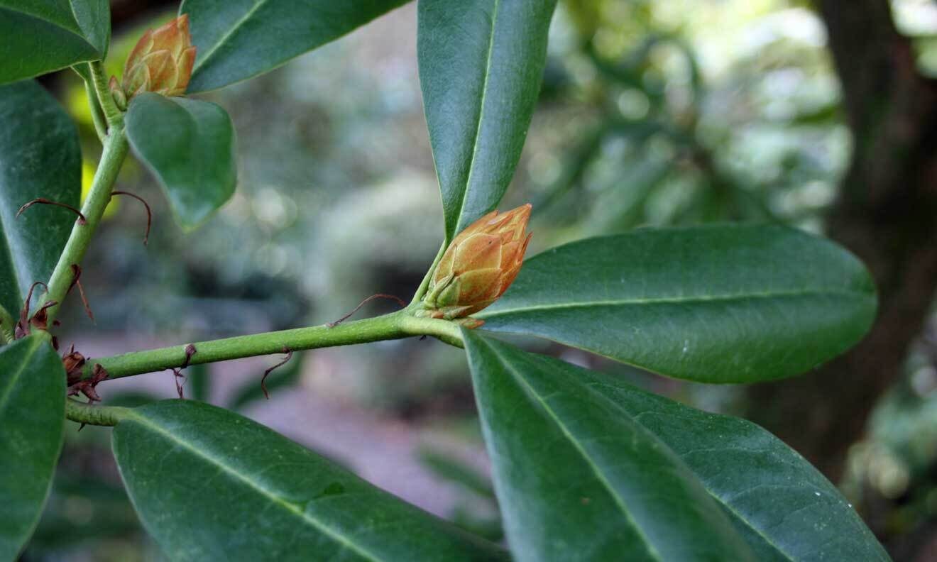 Rhododendron 'Jacksonii'