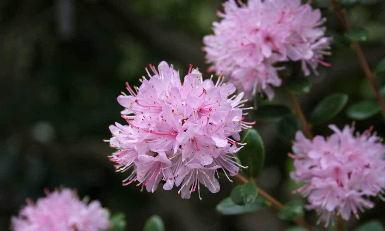 Rhododendron (Rhododendron hemitrichotum x ?)