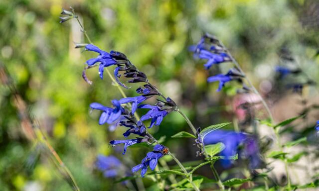 Mehr Salbei in den Merian Gärten