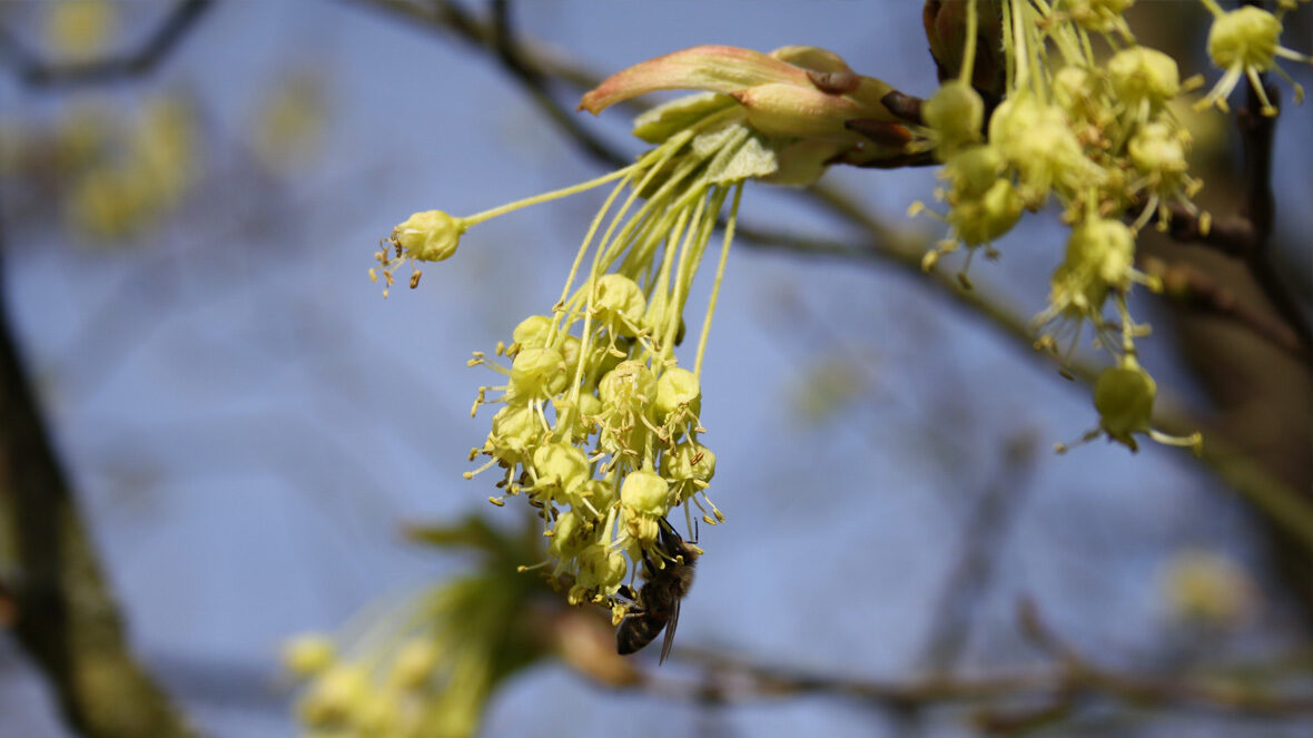 Schneeballblättriger Ahorn (Acer opalus)