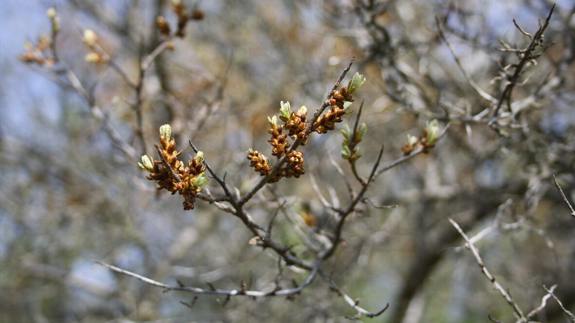 Blattaustrieb und männliche Blüte von Sanddorn (Hippophae rhamnoides)