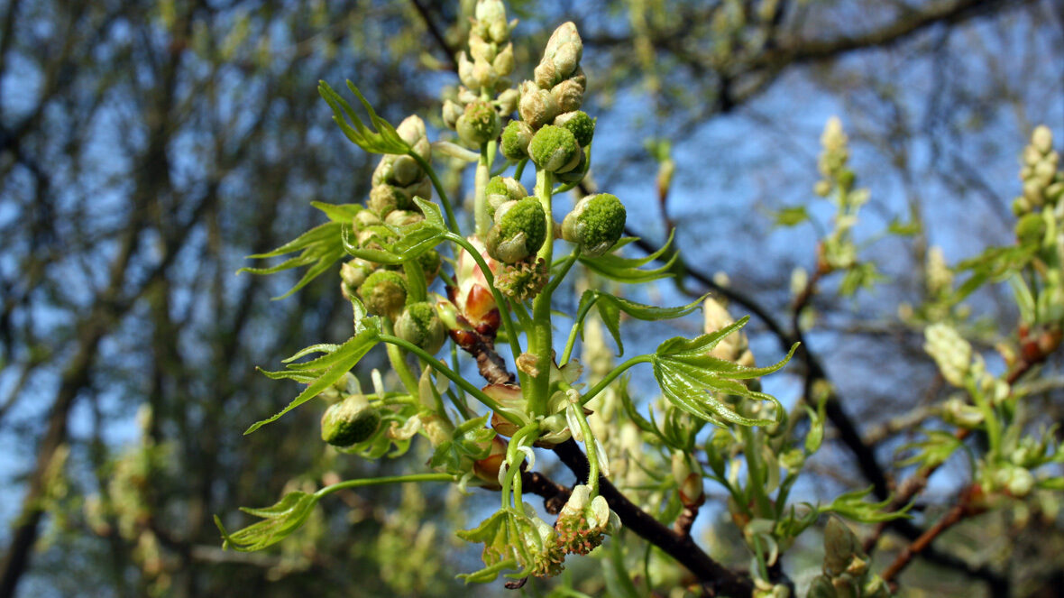 Amerikanischer Amberbaum (Liquidambar styraciflua)