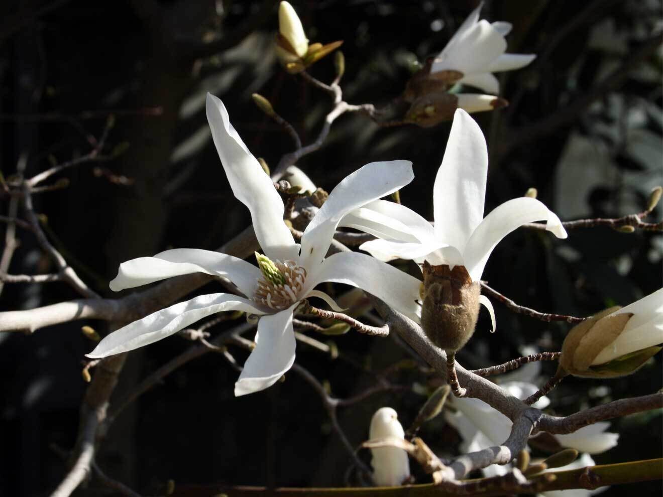 Magnolia x kewensis 'Wada's Memory'