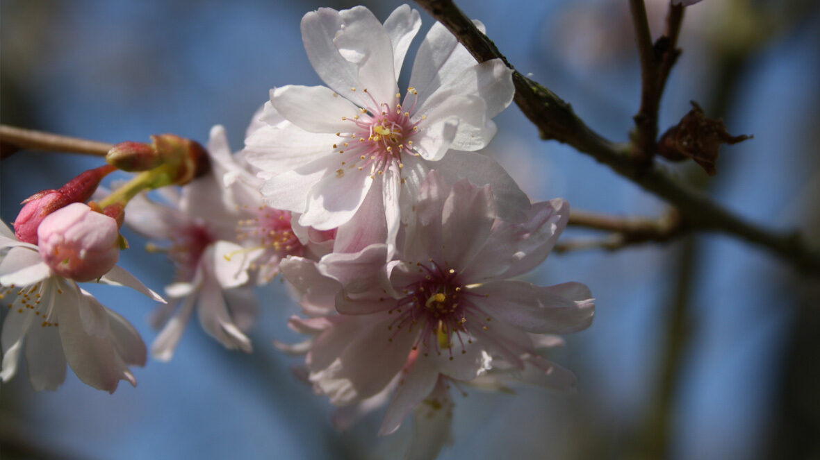 Frühlings-Kirsche (Prunus subhirtella)
