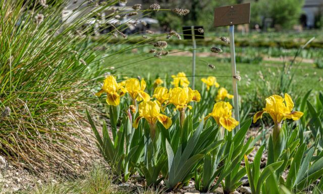 Was blüht? Jetzt aktuell