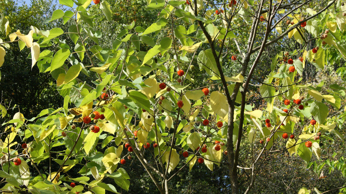 Papiermaulbeerbaum (Broussonetia papyrifera)