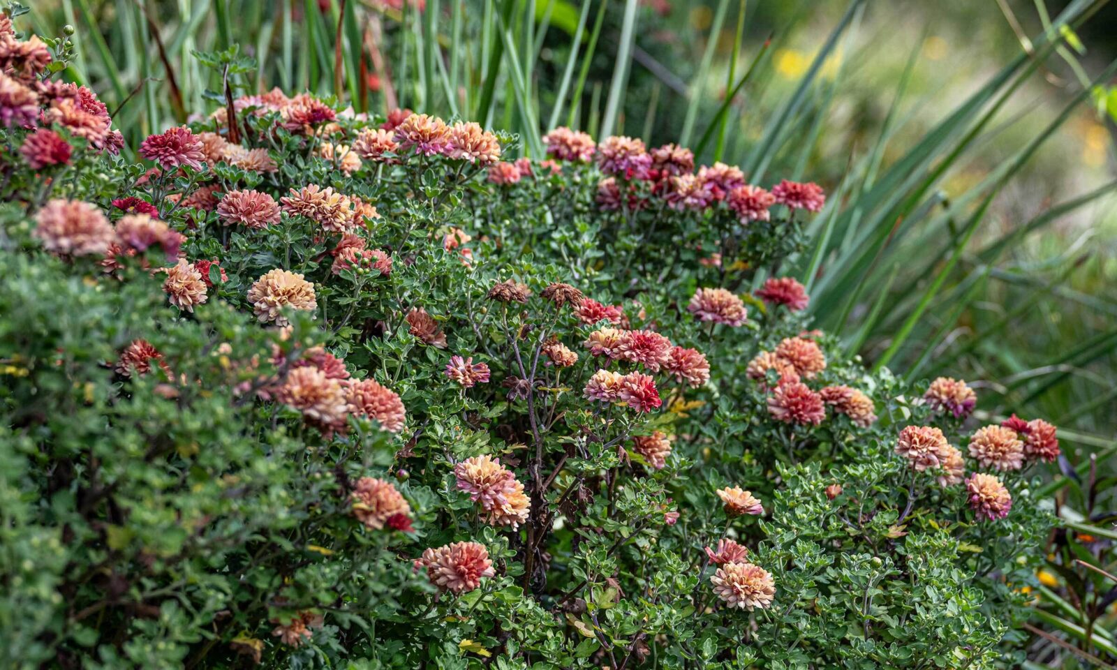 Chrysanthemum grandiflorum 'Herbstbrokat'