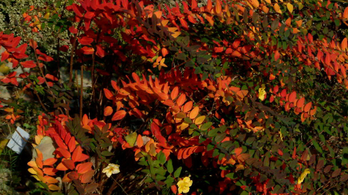 Wunderbare Herbstfarben