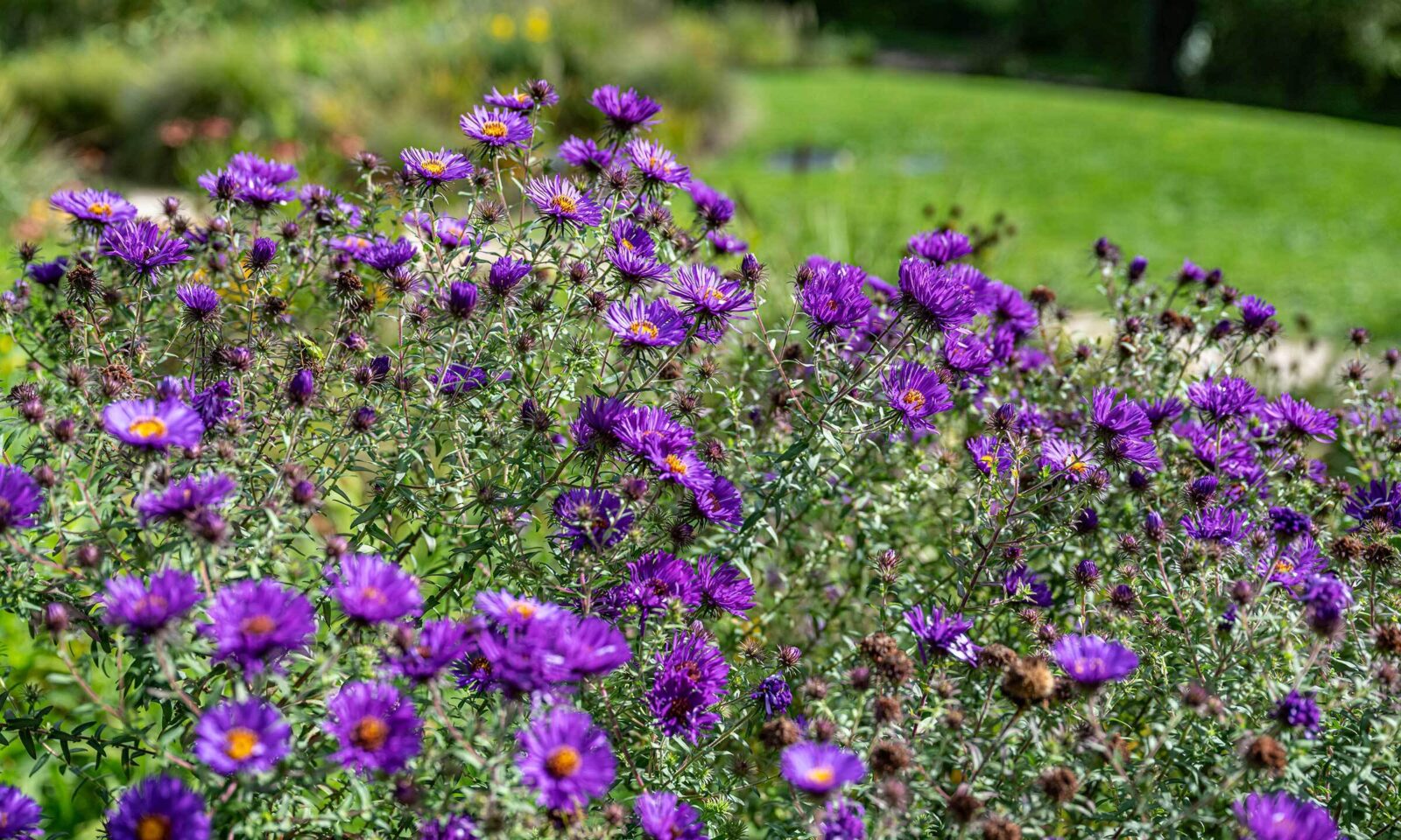 Herbstaster Symphyotrichum novae-angliae 'Eulenflug'