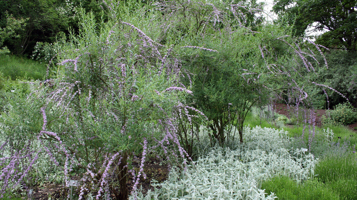 Hängeflieder (Buddleja alternifolia)