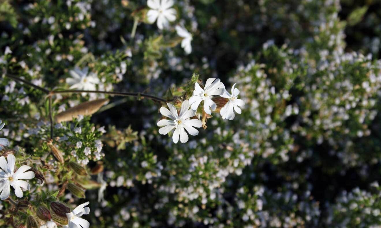 Weisse Lichtnelke (Silene latifolia ssp. alba)