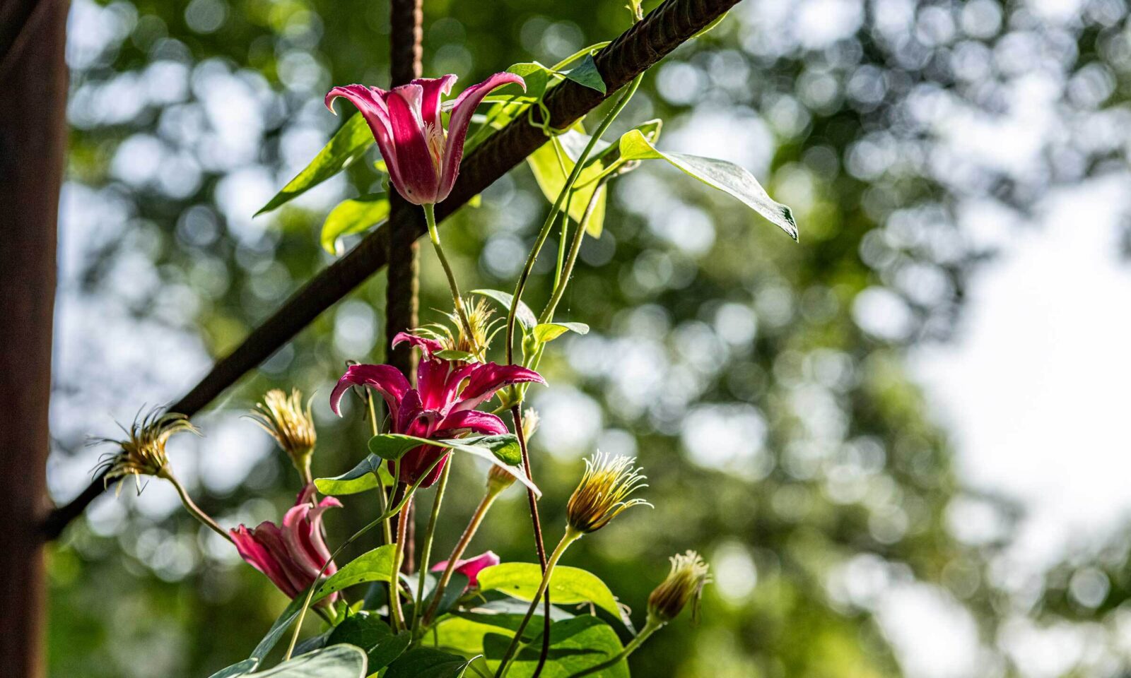 Clematis 'Princess Diana’