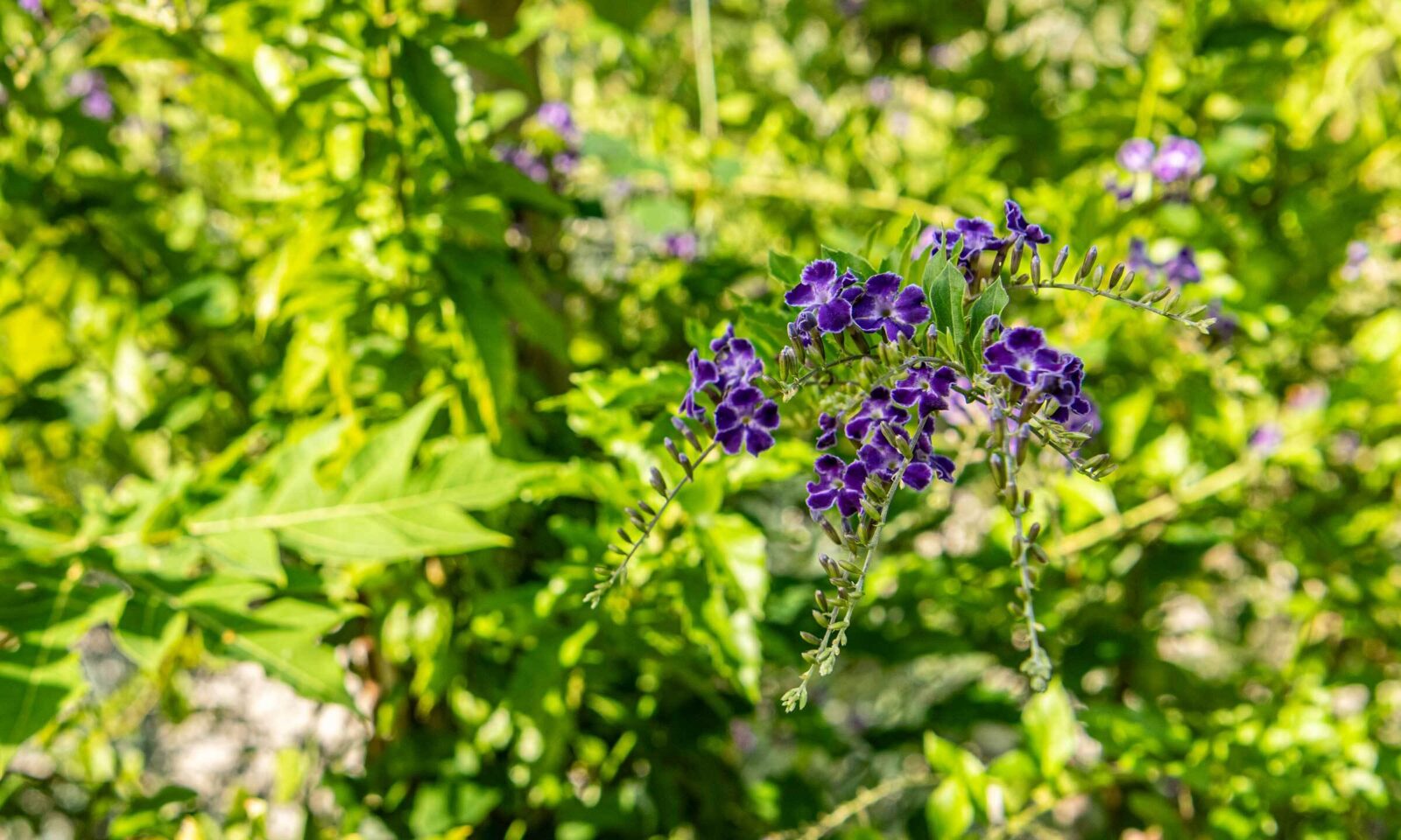 Einstämmige Himmelsblüte (Duranta erecta)