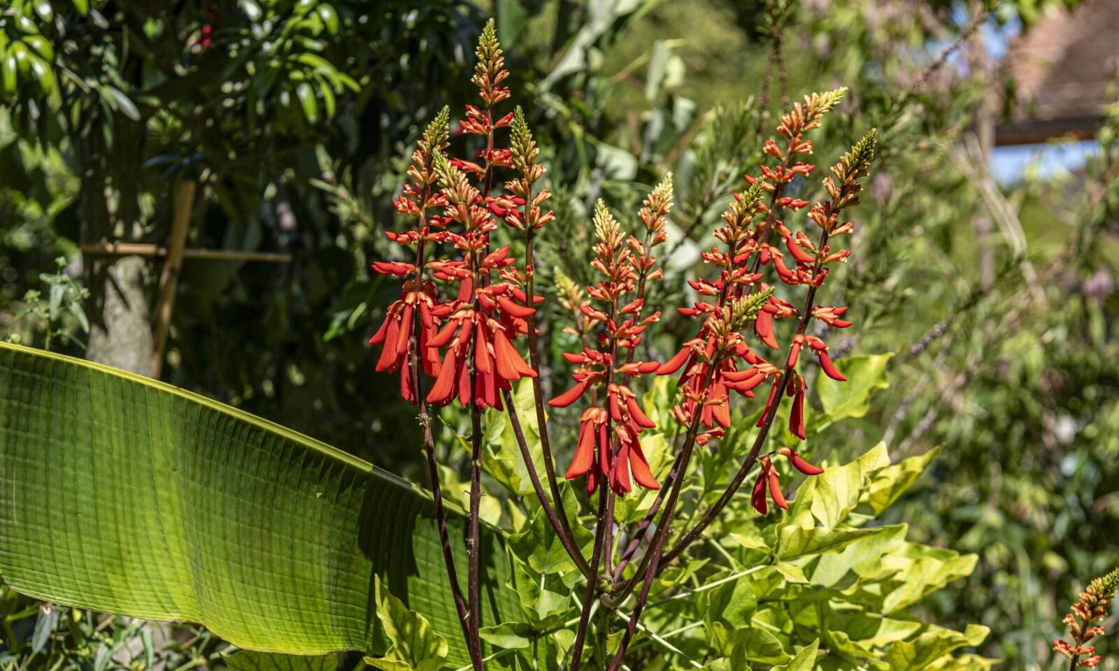 Die Blüten des Korallenbaums in der Kübelpflanzenwelt