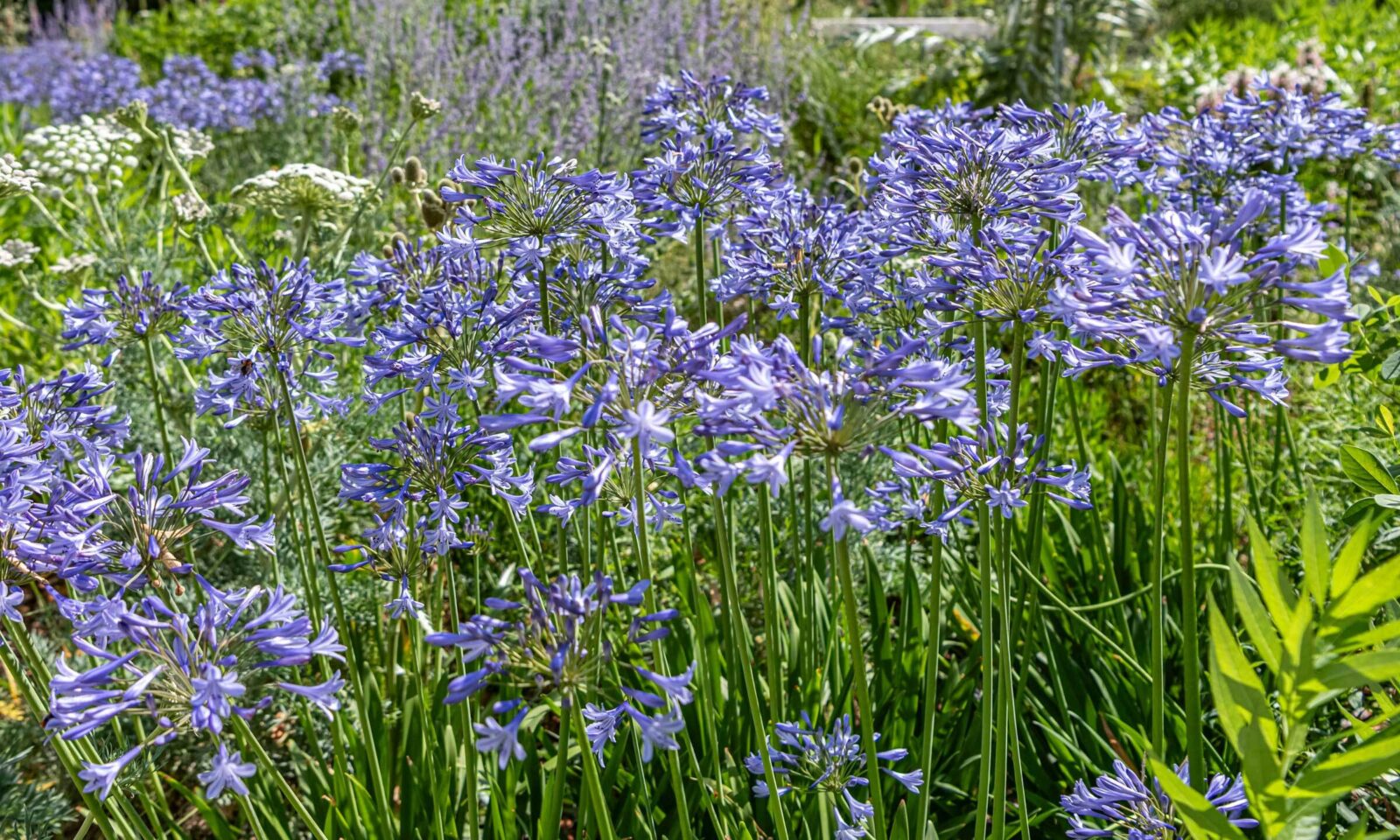 Schmucklilien neben Pächterhaus