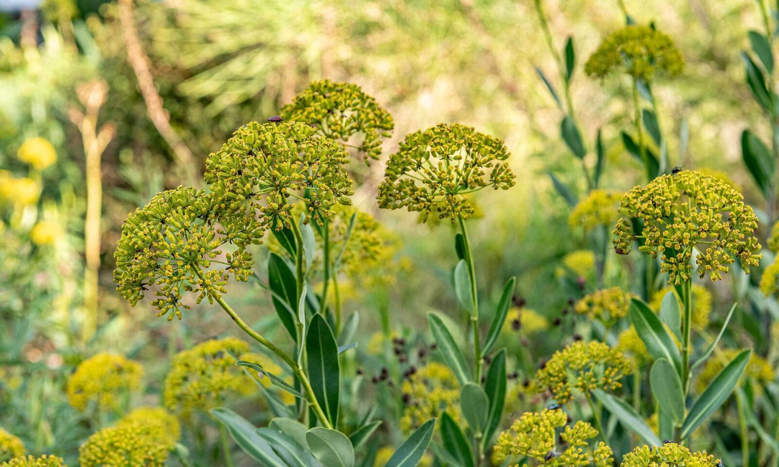 Strauchiges Hasenohr (Bupleurum fruticosum)