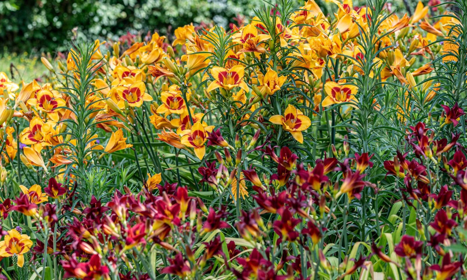 Taglilien in voller Blüte