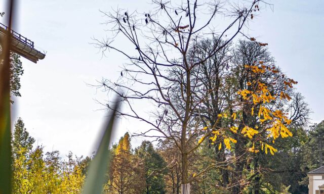 Pflanze des Monats: Geweihbaum