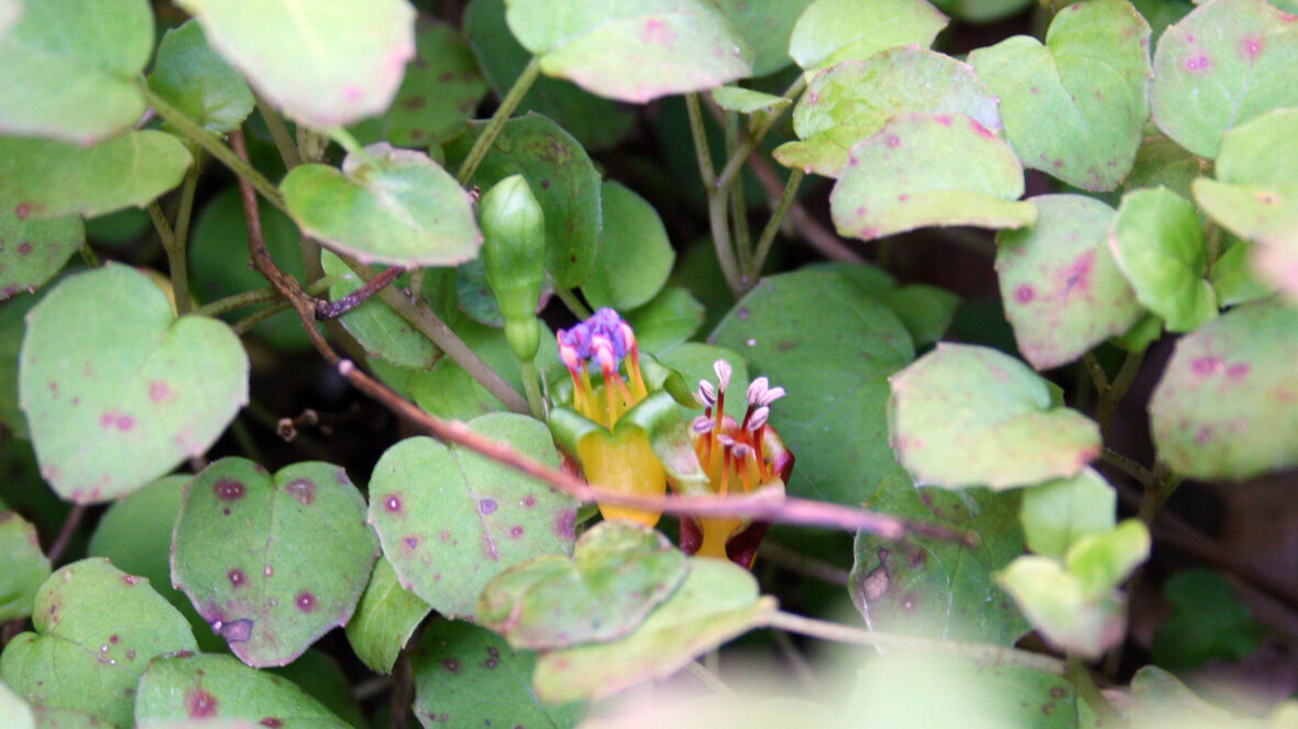 Fuchsie (Fuchsia procumbens)