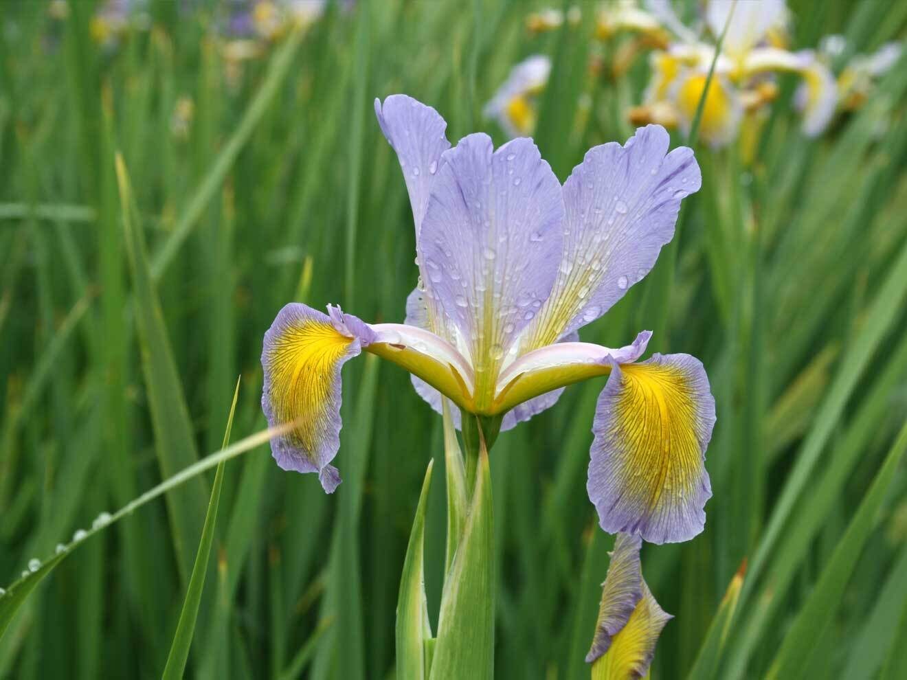 Iris spuria 'Farolito'