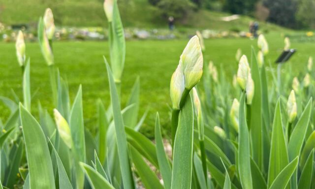 Der Iris-Countdown beginnt
