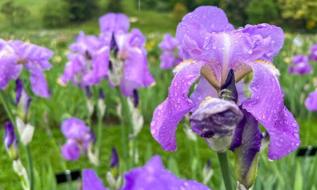 Die Iris blühen!
