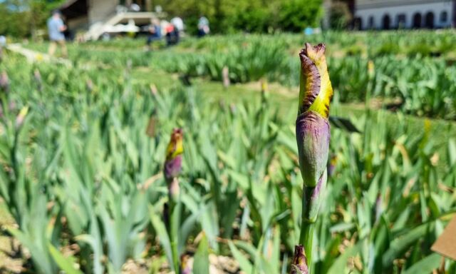 Irisblüte: Bald geht es los!