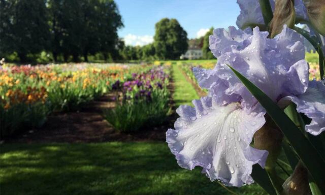 Die Iris blühen!
