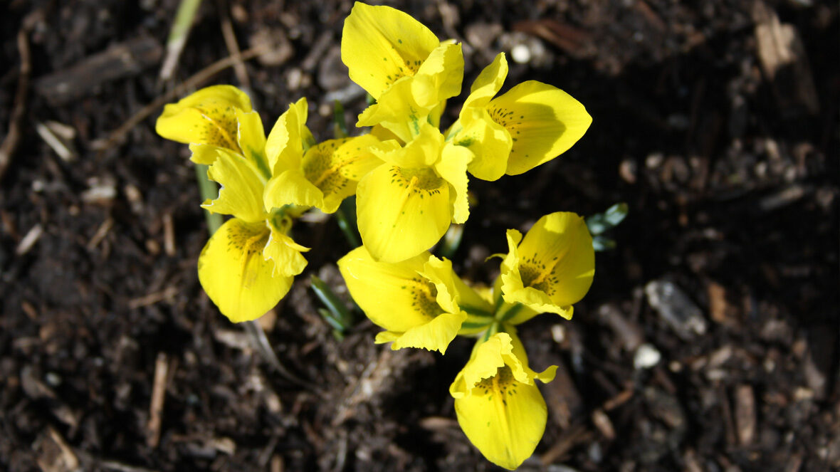 Gelbe Zwerg-Iris (Iris danfordiae)