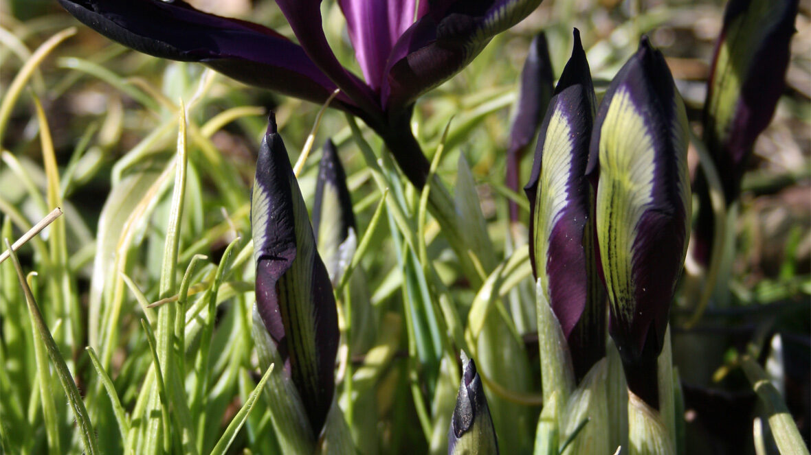 Austrieb von Iris reticulata