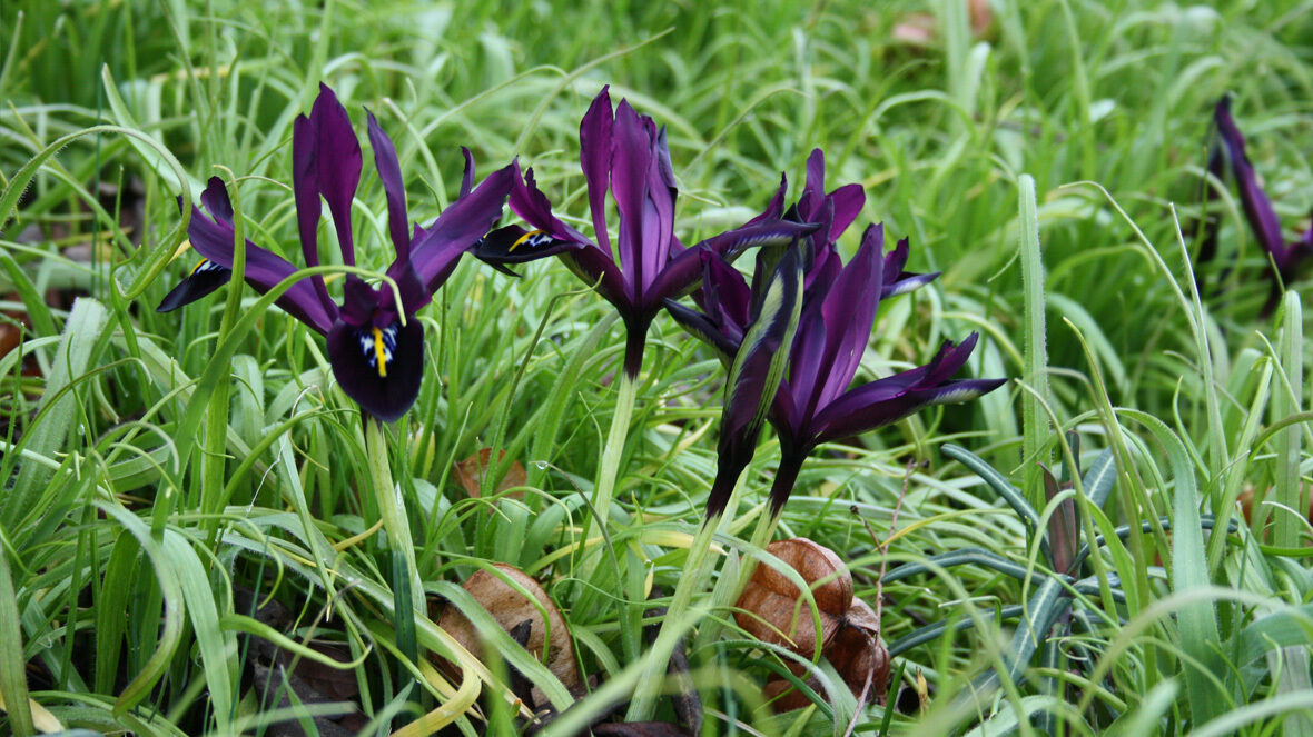 Zwiebeliris (Iris reticulata Hybride)