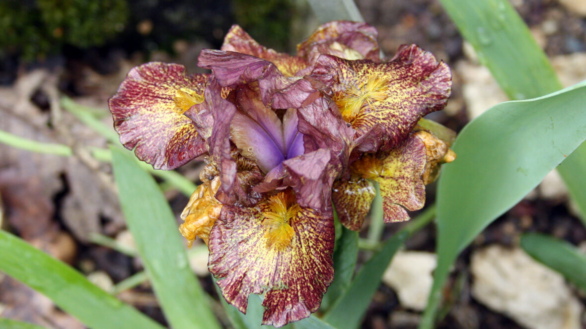 Zwergiris (Iris barbata-nana 'Firestorm')