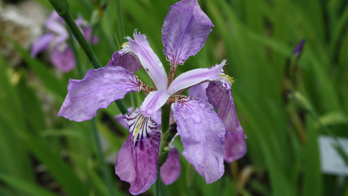 Iris (Iris milesii)