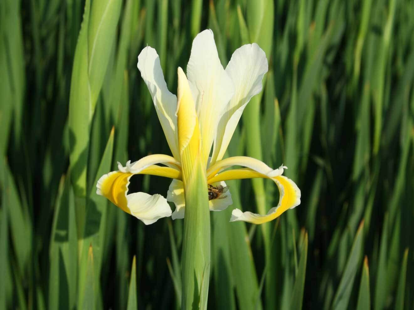 Iris spuria Hybride