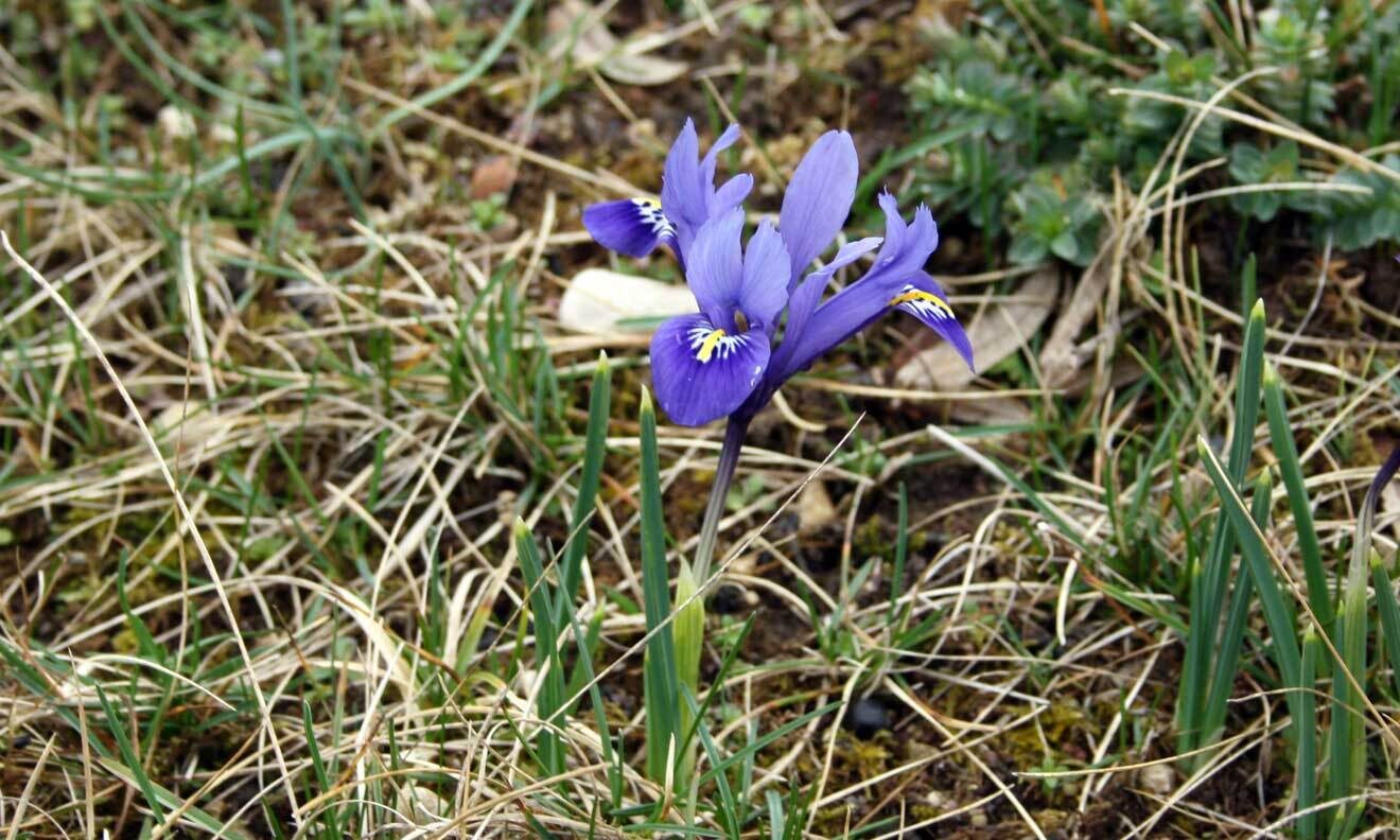 Zwiebeliris (Iris reticulata-Hybride)