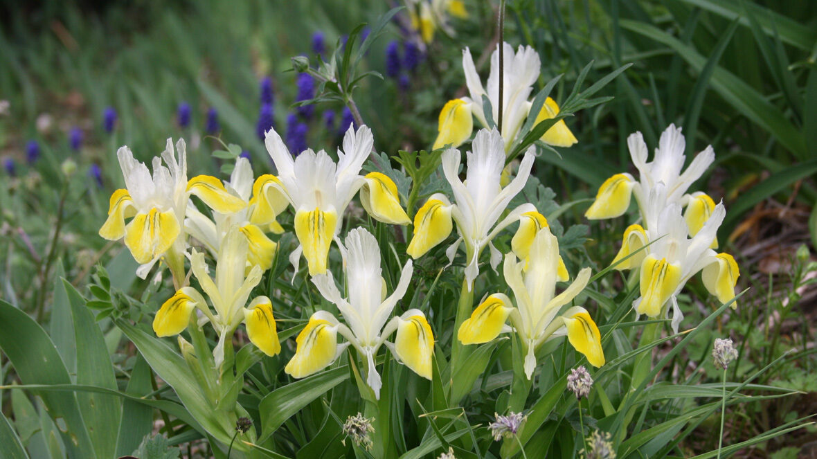 Buchara-Schwertlilie (Iris bucharica)