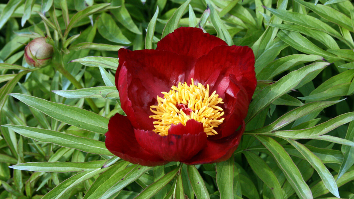 Pfingstrose (Paeonia 'Early Scout')