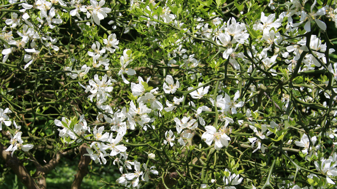 Bitterorange (Poncirus trifoliata)