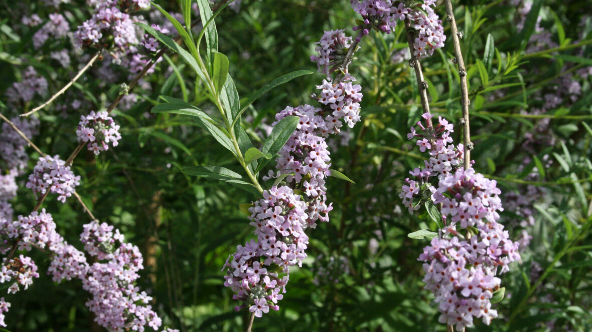 Hänge-Sommerflieder (Buddleja alternifolia)