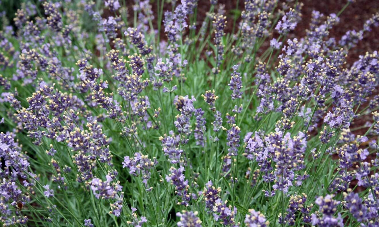 Lavendel (Lavandula angustifolia 'Irene Doyle')