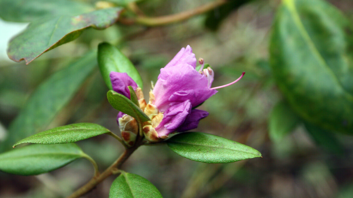 Rhododendron (Rhododendron dauricum)