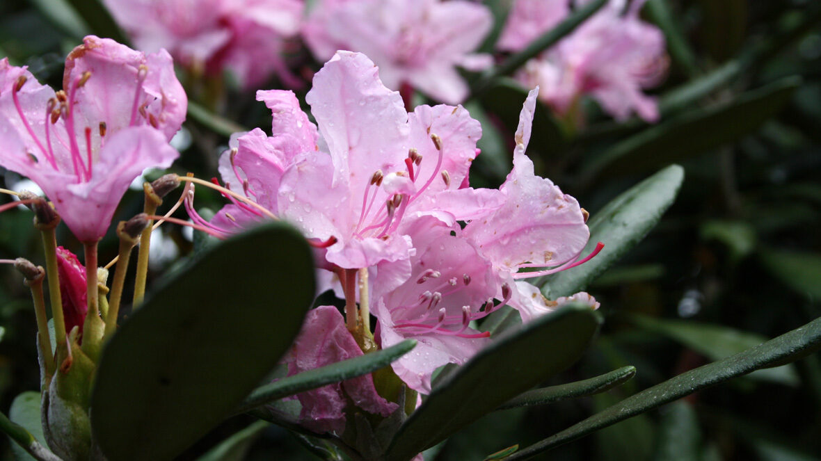 Rhododendron (Rhododendron smirnowii)