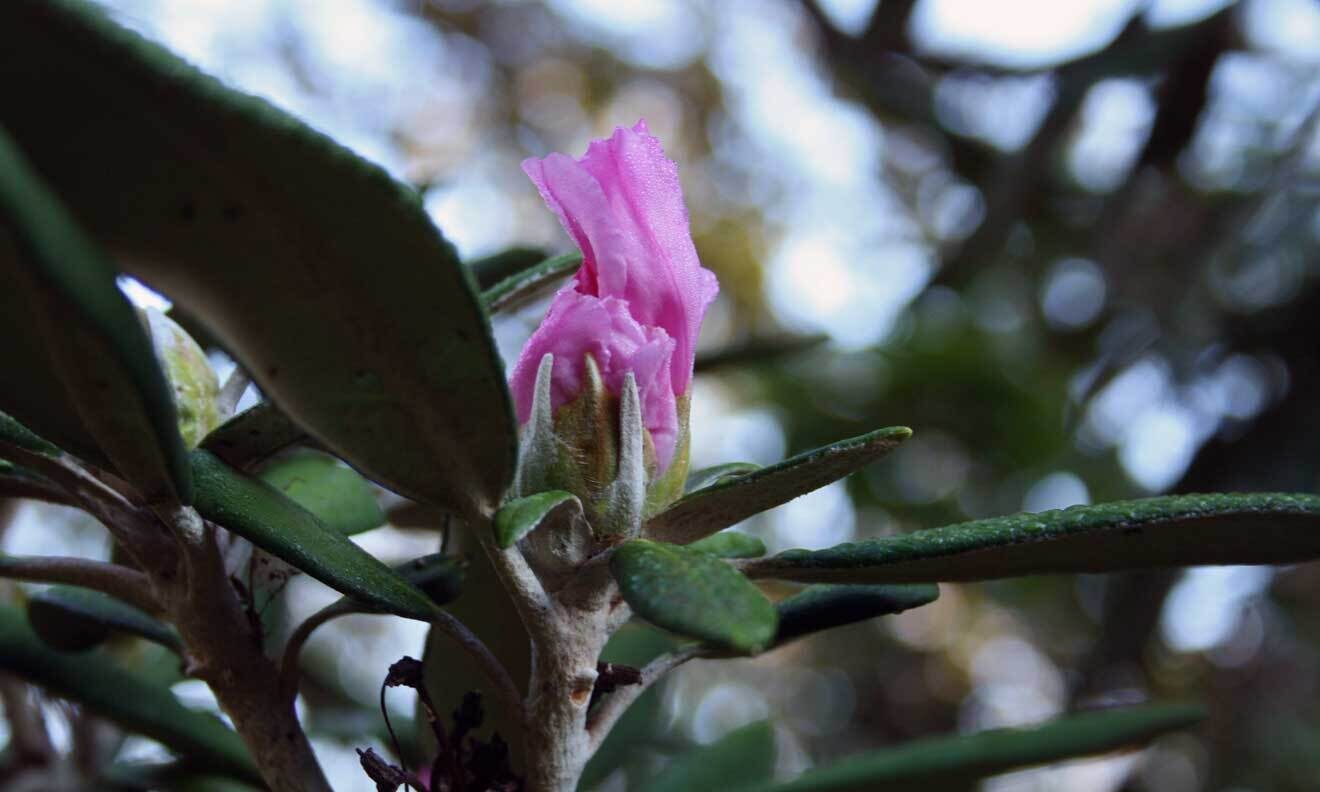 Smirnows Rhododendron (Rhododendron smirnowii)