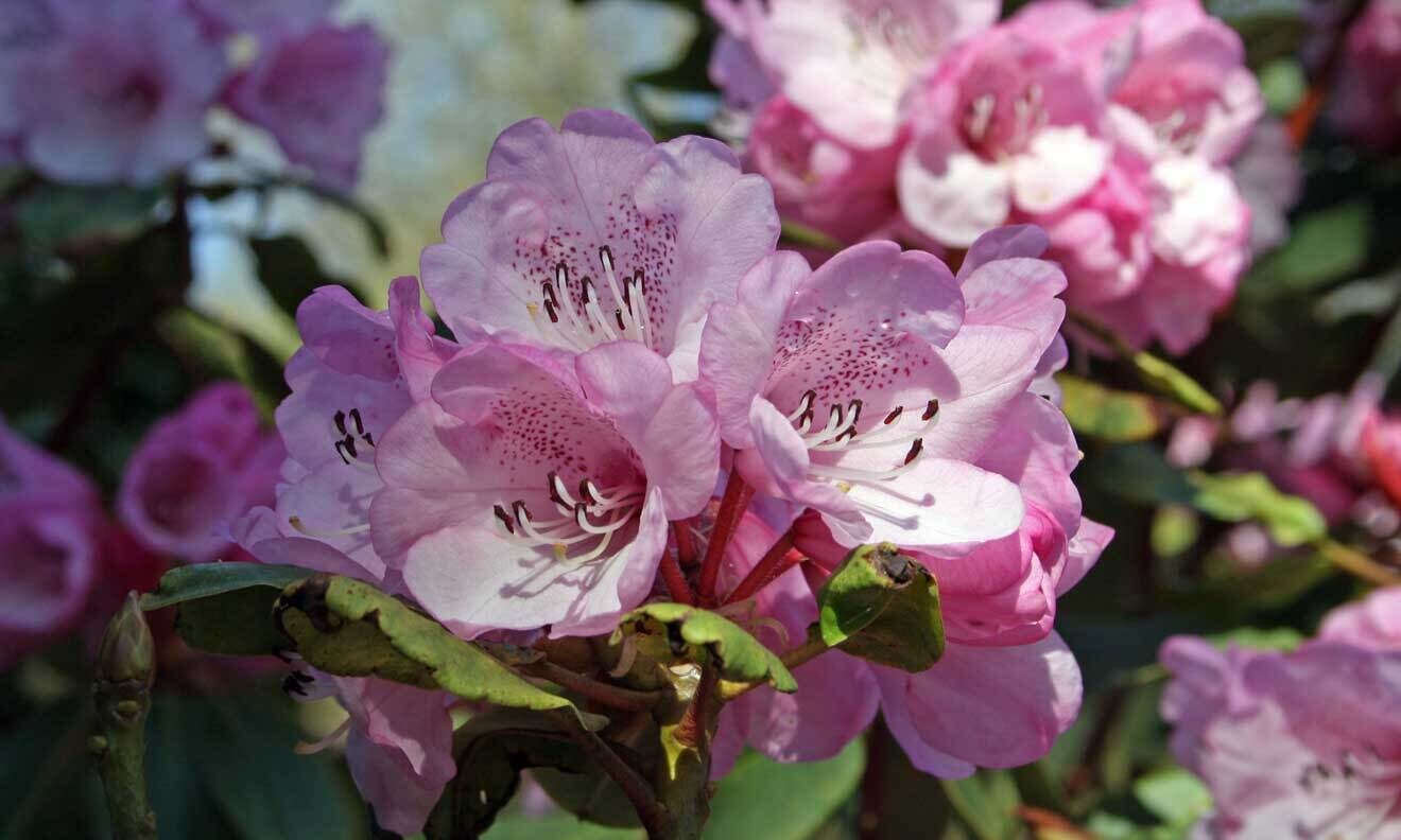 Rhododendron oreodoxa var. shensiense