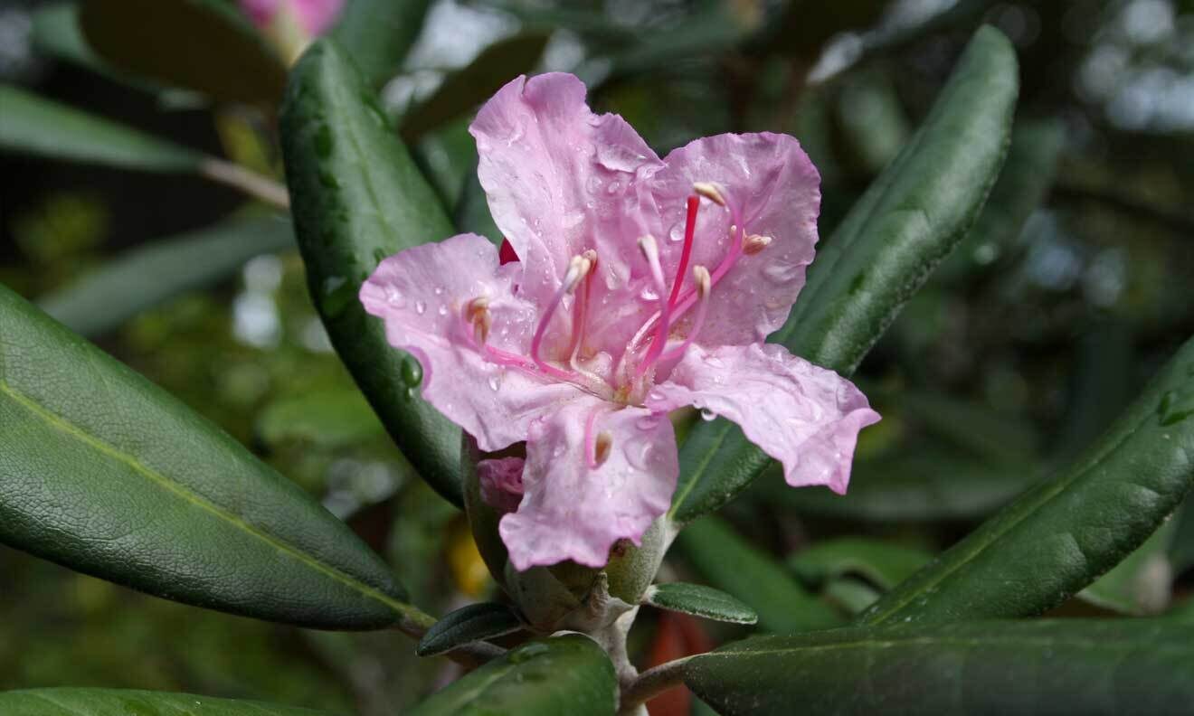 Smirnows Rhododendron (Rhododendron smirnowii)