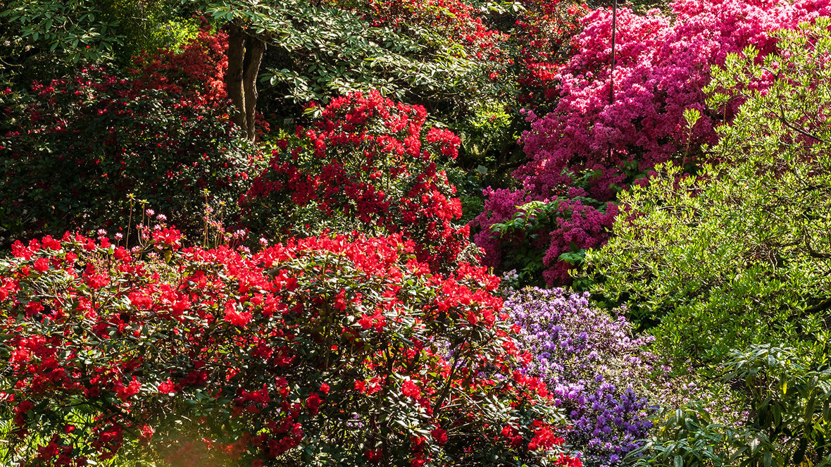 Rhododendron-Tal