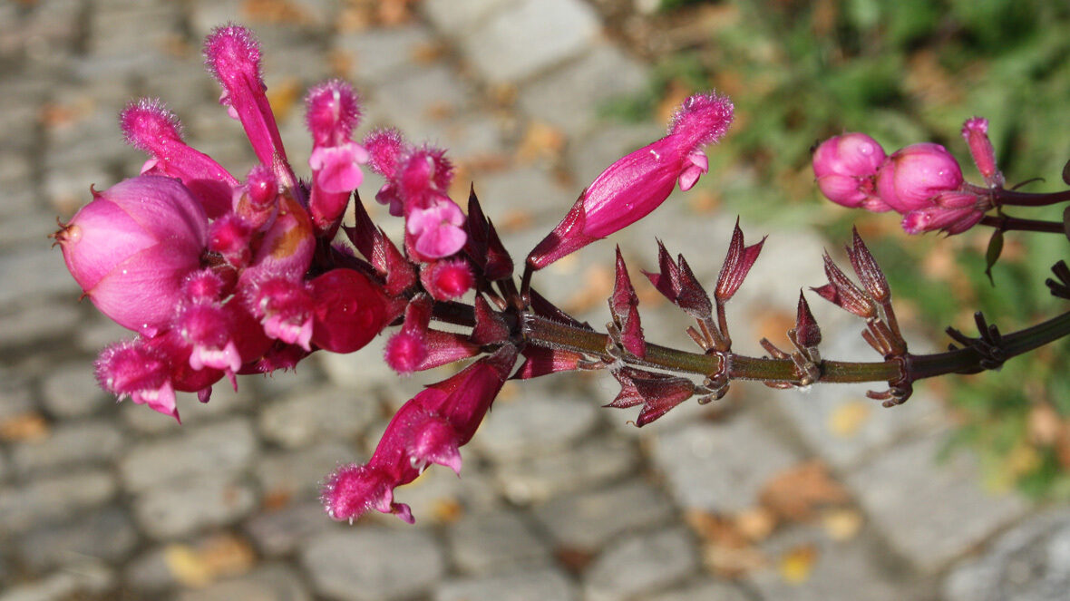 Salbei (Salvia involucrata)