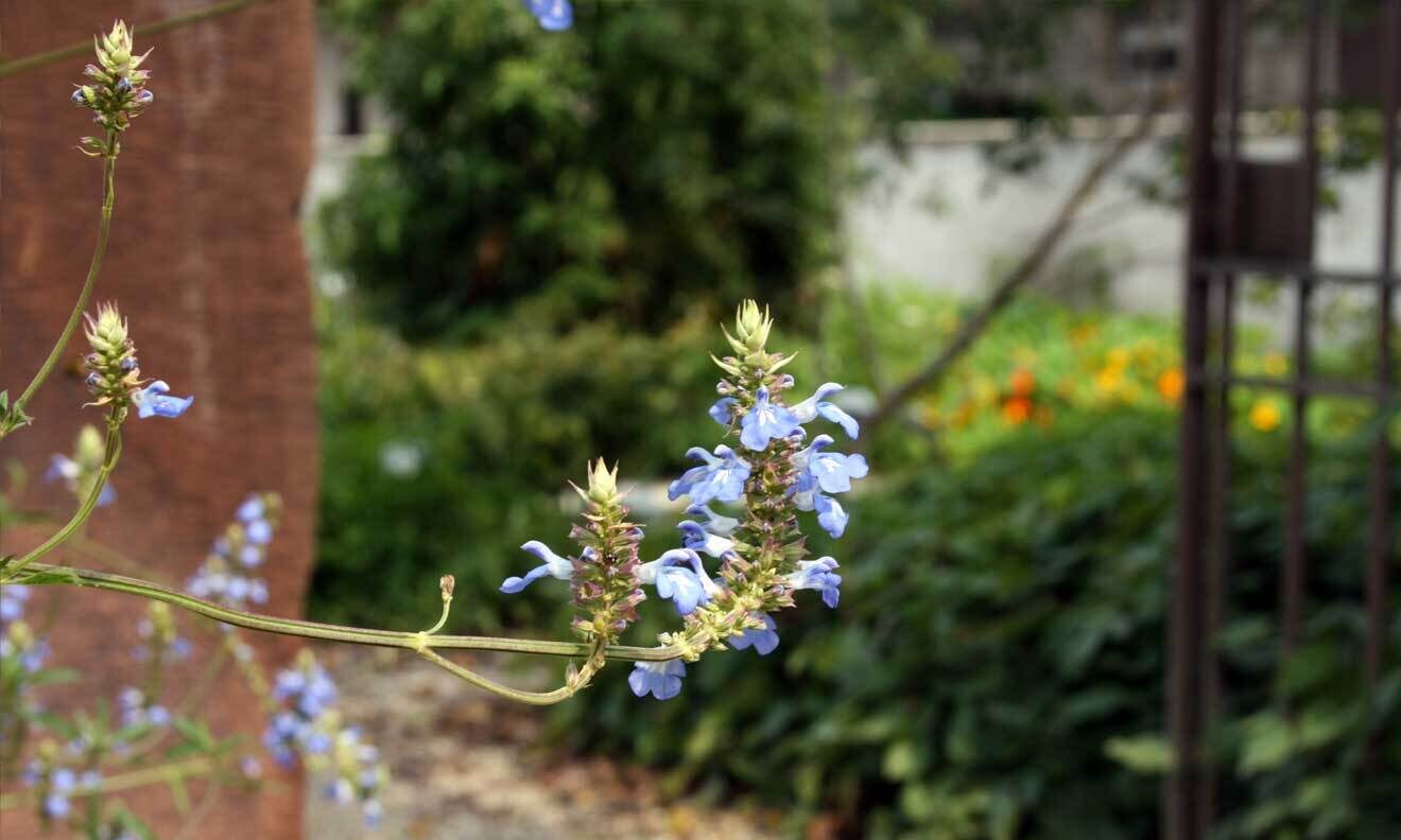 Moor-Salbei (Salvia uliginosa)